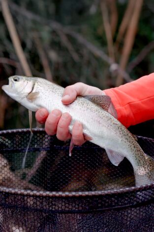 Río Salvaje con Kike Calleja. T(T6). Río Salvaje con... (T6): Río Esla