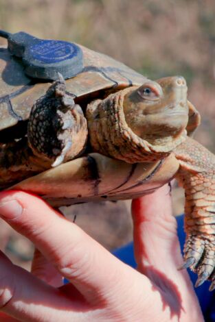 Río Salvaje con Kike Calleja. T(T6). Río Salvaje con... (T6): Montaña de Riaño