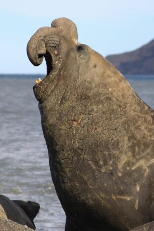 Animales a lo grande. Animales a lo grande: El elefante marino
