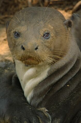 Animales a lo grande. Animales a lo grande: La nutria gigante