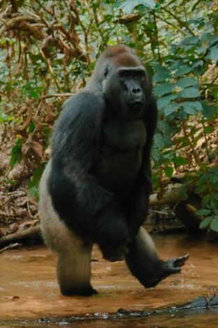 Animales a lo grande. Animales a lo grande: El gorila