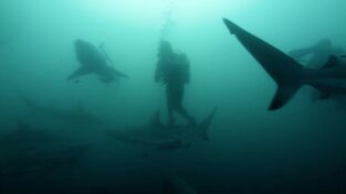 David Blaine: Retos Extremos. David Blaine: Retos...: Sudáfrica