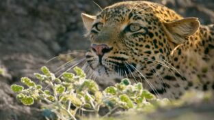 Predador vs. presa. Predador vs. presa: Leopardo