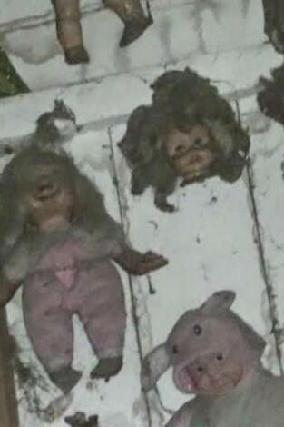 Buscadores de fantasmas. T(T12). Buscadores de... (T12): Isla de las Muñecas