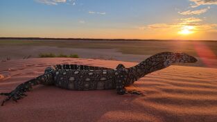Superviviente por naturaleza. Superviviente por...: Los pobladores del desierto