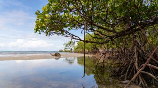 Superviviente por naturaleza. Superviviente por...: Fango y manglares