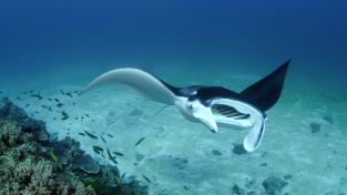 Superviviente por naturaleza. Superviviente por...: Un gran océano azul