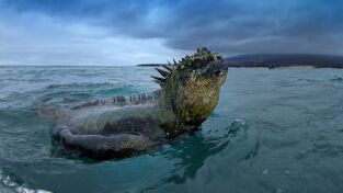 Sudamérica. Sudamérica: Wild Galápagos