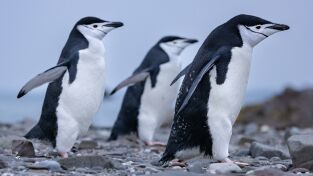 Los secretos de los pingüinos. Los secretos de los...: Rebeldes con causa