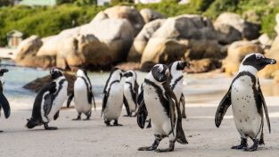 Los secretos de los pingüinos. Los secretos de los...: La supervivencia del más listo