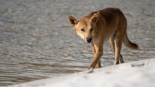 Superviviente por naturaleza. Superviviente por...: Náufragos en una isla