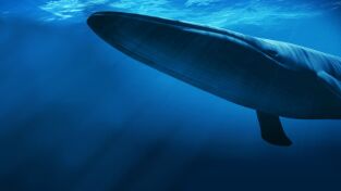 Bajo las olas. Bajo las olas: En busca de la ballena azul