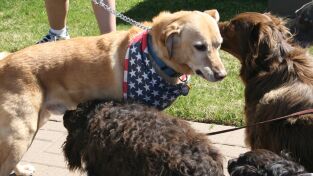 Perros. Perros: Ciencia canina: el factor X
