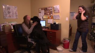 Perros. Perros: Malestar en casa