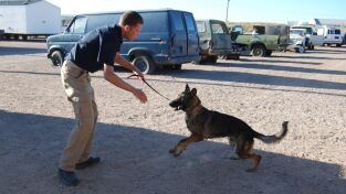 Perros. Perros: Tangas, chupetes y 800 dólares