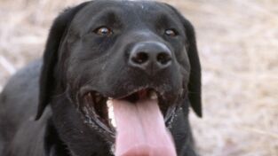 Perros. Perros: Como entender a los perros