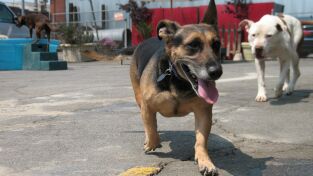 Perros. Perros: Haz lo que yo haga