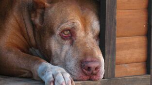 Perros. Perros: ¿Cuál es tu perro?