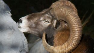 Destination Wild. Destination Wild: Gigantes enfadados