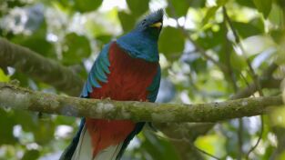 Destination Wild. Destination Wild: Guatemala