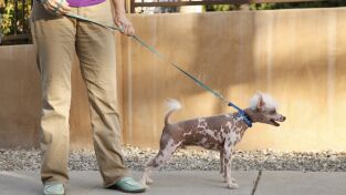 Perros. Perros: Dinámicas peligrosas