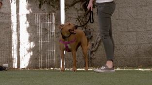 Perros. Perros: Al borde del desastre