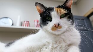 Veterinarios de Nebraska. T(T3). Veterinarios de... (T3): Celebración en Nebraska