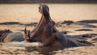 Perdedores y salvajes. Perdedores y salvajes: Totalmente repulsivo