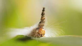 Perdedores y salvajes. Perdedores y salvajes: Sospechosos inhabituales