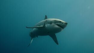 Investigación: ataques de tiburón. Investigación: ataques...: Tiburones blancos de California