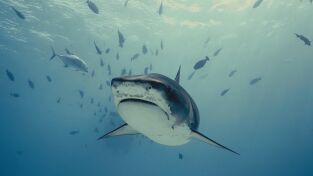 Investigación: ataques de tiburón. Investigación: ataques...: Tiburones tigre en Hawái