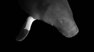 Especies En Peligro. Especies En Peligro: A por todas o a casa