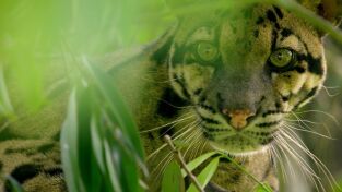 Especies En Peligro. Especies En Peligro: Los leopardos salvajes de la India