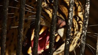 Especies En Peligro. Especies En Peligro: Leopardos: de la selva a la ciudad