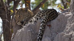 Especies En Peligro. Especies En Peligro: Depredadores nocturnos: Emboscada al jaguar