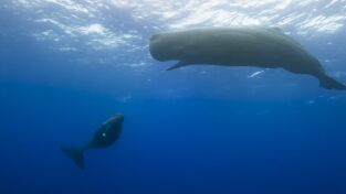 Océanos. Océanos: Los gigantes de las profundidades