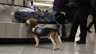 Doctor Pol. Doctor Pol: Los tres cerditos