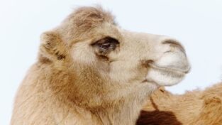 Destination Wild. Destination Wild: Supervivientes del desierto