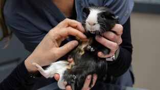 Veterinarios de Nebraska. Veterinarios de Nebraska: Cena y cine con la vaca
