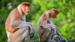 Perdedores y salvajes. Perdedores y salvajes: Bestias sexys