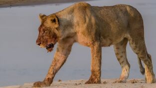 Ríos Hostiles. Ríos Hostiles: Gigantes de los ríos de África
