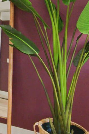 Reforma por ruptura. T(T2). Reforma por ruptura (T2): Ep.6