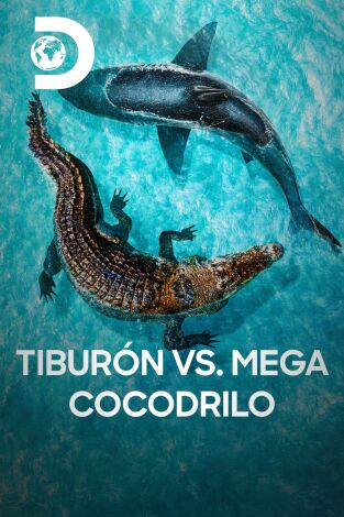 Tiburón vs. mega cocodrilo