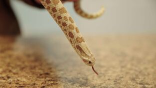 Critter fixers: Veterinarios rurales. Critter fixers:...: Un ala y una plegaria