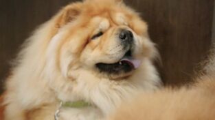 Critter fixers: Veterinarios rurales. Critter fixers:...: Salón de la Fama del cono de la vergüenza