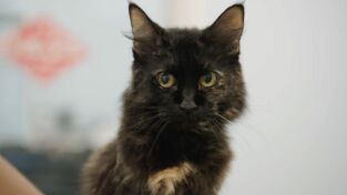 Critter fixers: Veterinarios rurales. Critter fixers:...: El farol de la cabra Billy