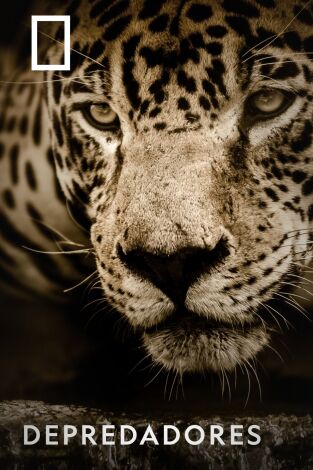 Depredadores