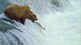 Depredadores. Depredadores: El oso grizzly