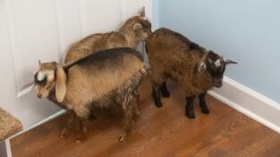 Critter fixers: Veterinarios rurales. Critter fixers:...: Las tres cabramigas