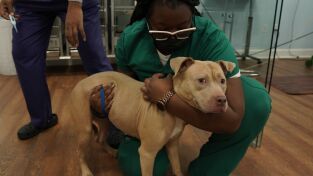 Critter fixers: Veterinarios rurales. Critter fixers:...: Desbordados